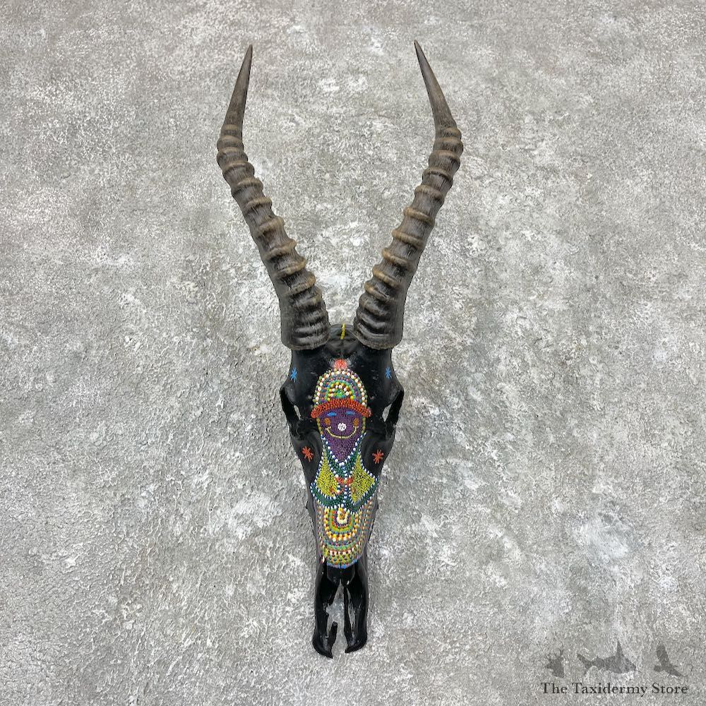 Blesbok Painted Skull With Horns For Sale #26947 @ The Taxidermy Store