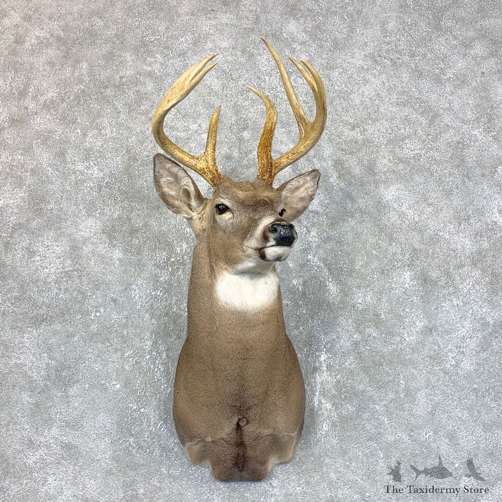 Whitetail Deer Shoulder Mount #23810 For Sale - The Taxidermy Store