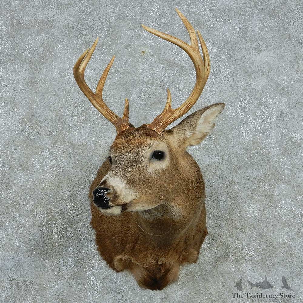 Whitetail Deer Taxidermy Shoulder Mount #13467 For Sale @ The Taxidermy Store