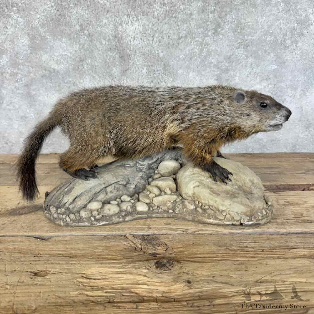 Woodchuck Life Size Mount For Sale #31428 @ The Taxidermy Store