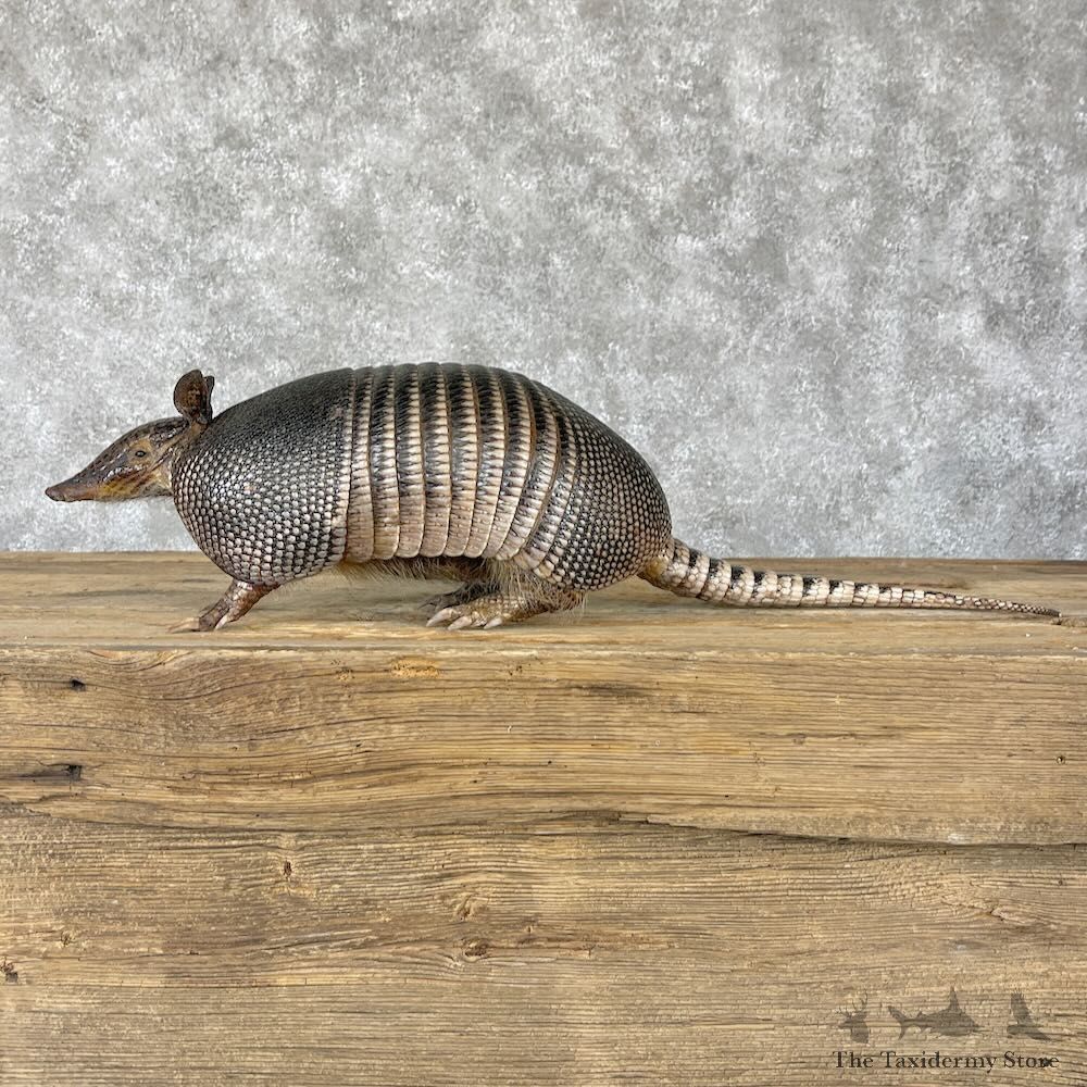 Armadillo Life-Size Mount For Sale #28214 @ The Taxidermy Store