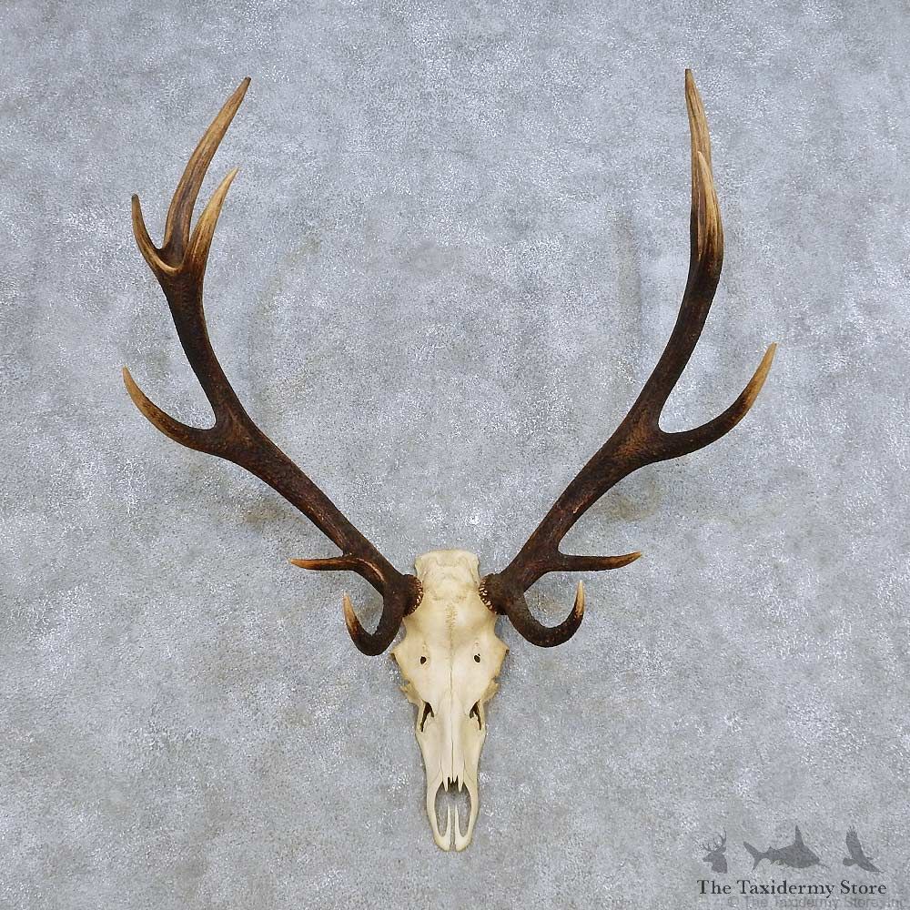 European Red Deer Skull Antler Mount For Sale #14423 @ The Taxidermy Store