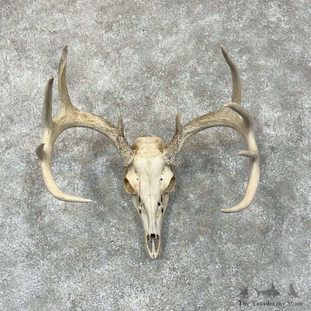 Whitetail Deer Skull European Mount For Sale #29465 @ The Taxidermy Store