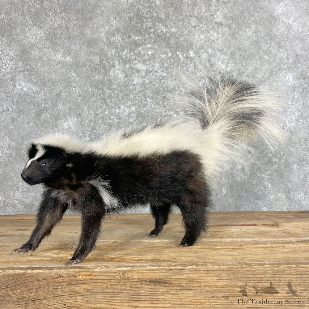 Striped Skunk Life-Size Mount For Sale #28043 @ The Taxidermy Store