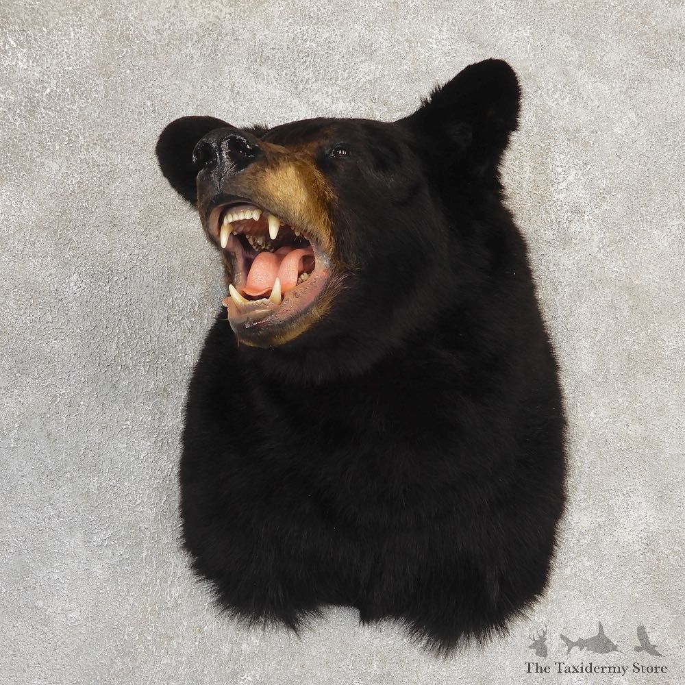 Black Bear Shoulder Mount For Sale #21188 @ The Taxidermy Store
