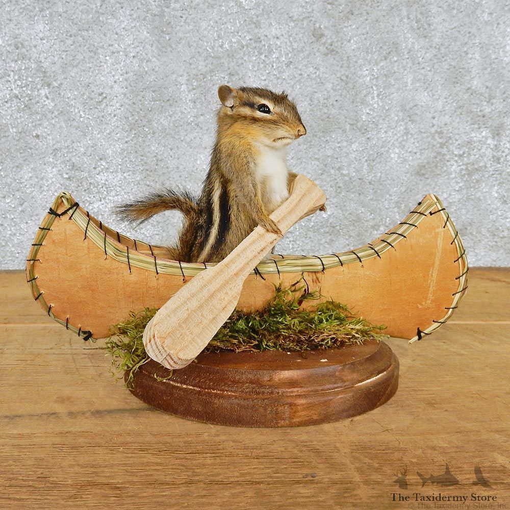 Novelty Canoe Chipmunk Taxidermy Mount #12586 For Sale @ The Taxidermy Store