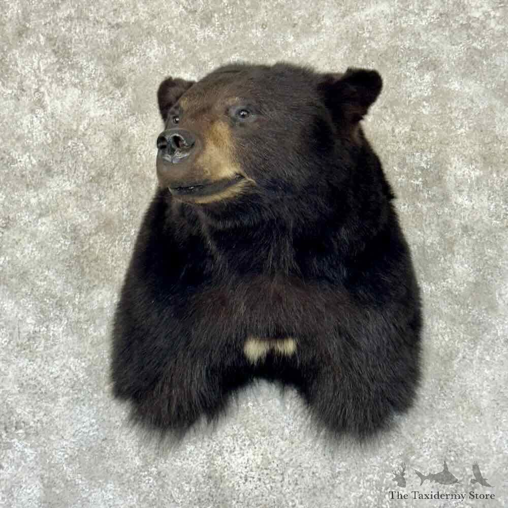 Black Bear Shoulder Mount For Sale #30866 @ The Taxidermy Store