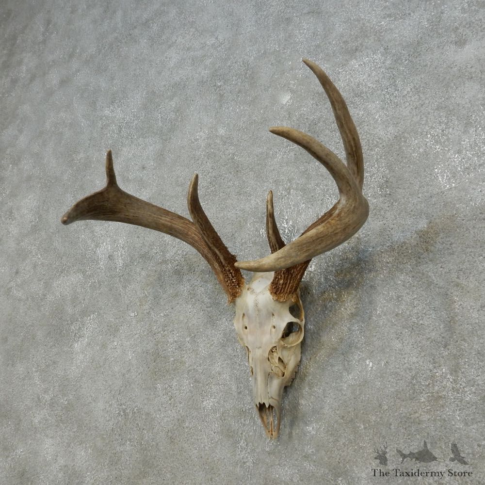 Whitetail Deer Skull European Mount For Sale #14769 @ The Taxidermy Store