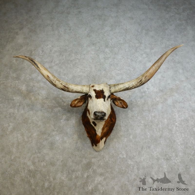 Texas Longhorn Shoulder Mount For Sale #17237 @ The Taxidermy Store