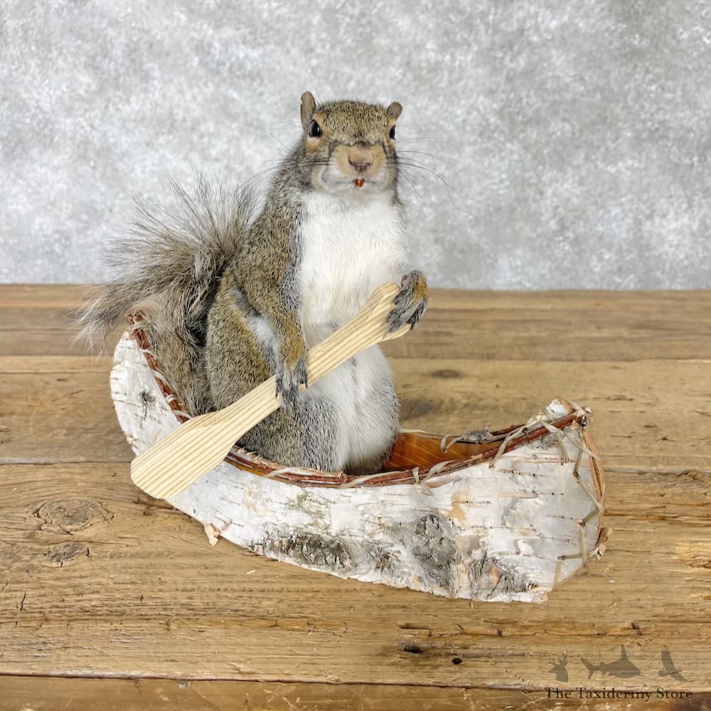 Canoe Squirrel Novelty Mount For Sale #28592 @ The Taxidermy Store