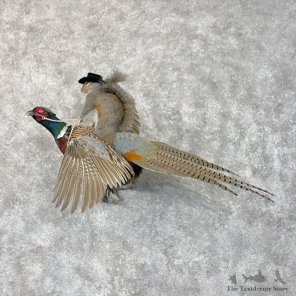 Grey Squirrel & Ringneck Pheasant Novelty Mount For Sale #28728 @ The Taxidermy Store