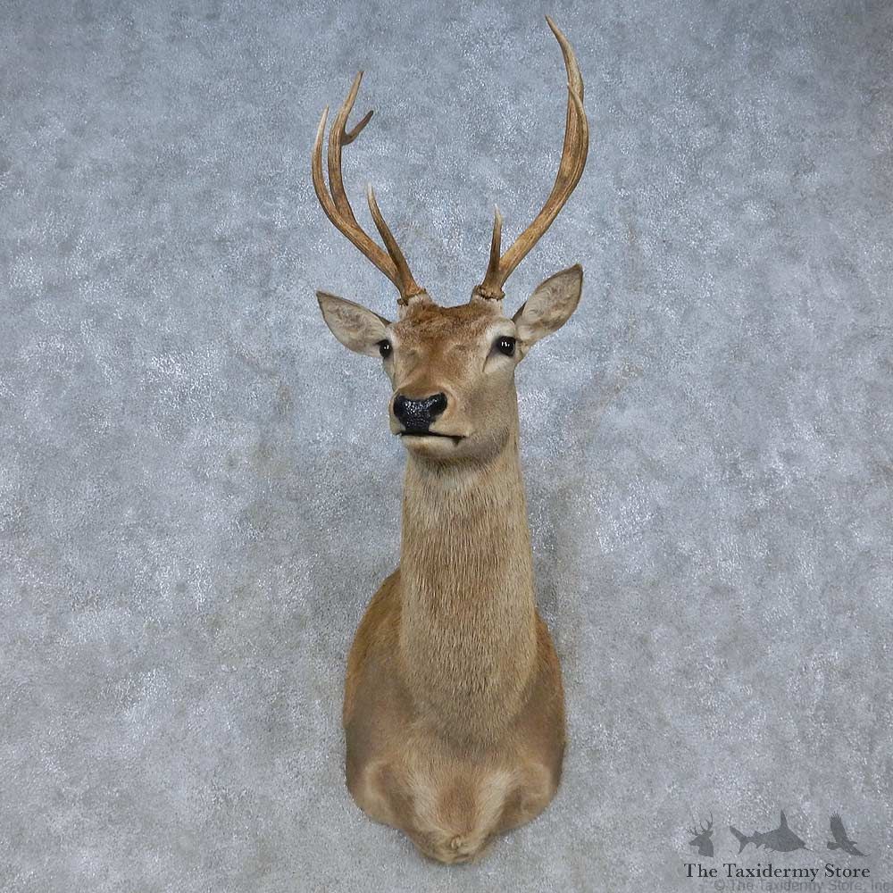 Red Deer Stag Shoulder Mount For Sale #15073 @ The Taxidermy Store