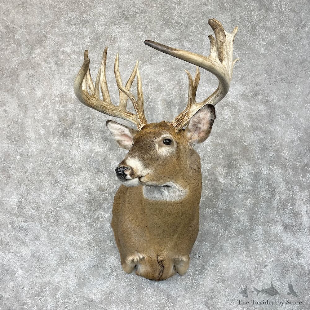 Whitetail Deer Shoulder Mount For Sale #28687 @ The Taxidermy Store