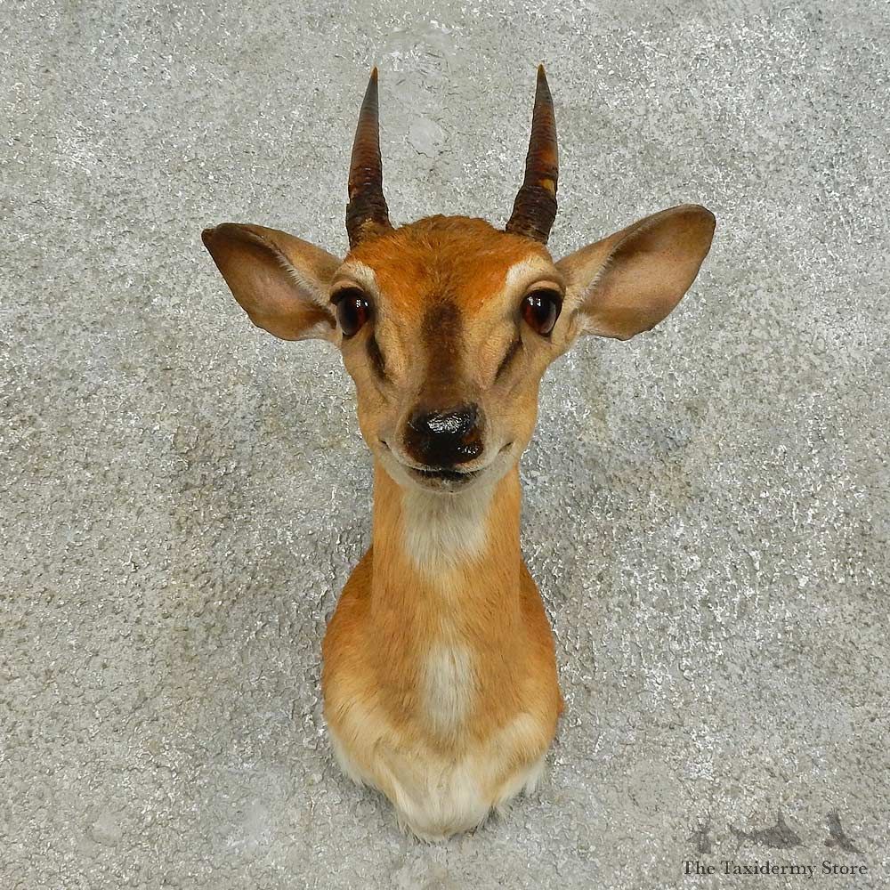 Suni Antelope Shoulder Mount For Sale #16379 @ The Taxidermy Store