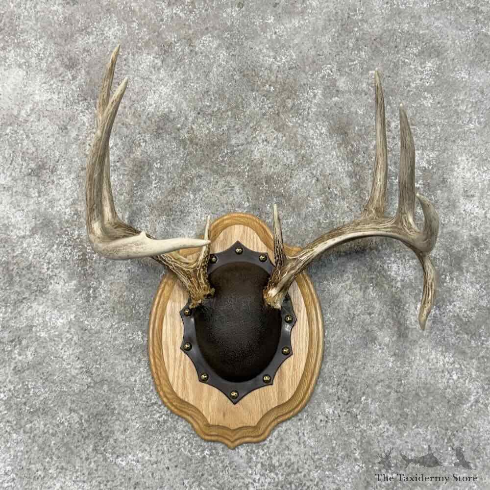 Whitetail Deer Antler Plaque Mount For Sale #30476 @ The Taxidermy Store