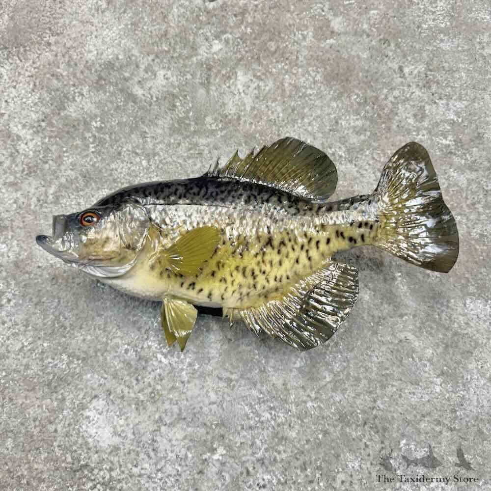 Black Crappie Fish Mount For Sale #31714 @ The Taxidermy Store