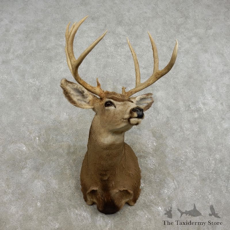 Mule Deer Shoulder Mount For Sale #17324 @ The Taxidermy Store