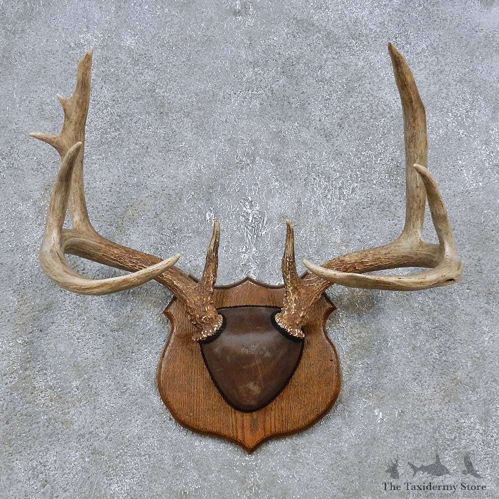 Whitetail Deer Antler Plaque Mount For Sale #14767 @ The Taxidermy Store