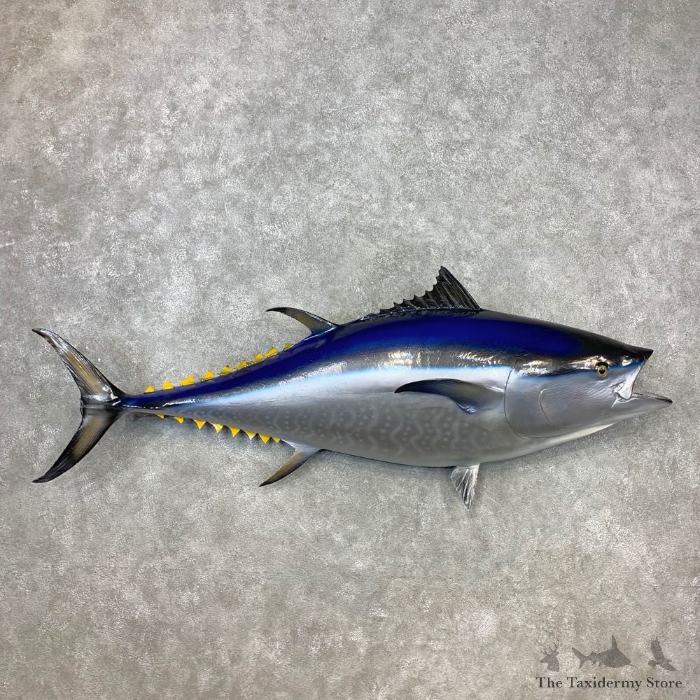 Bluefin Tuna Taxidermy Fish Mount For Sale #23274 - The Taxidermy Store