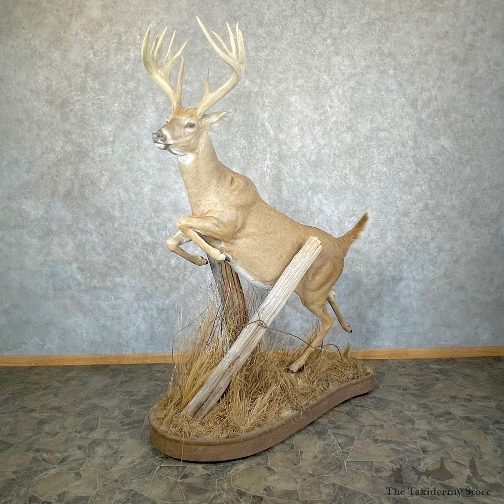 Whitetail Deer Life Size Mount #24382 For Sale @ The Taxidermy Store
