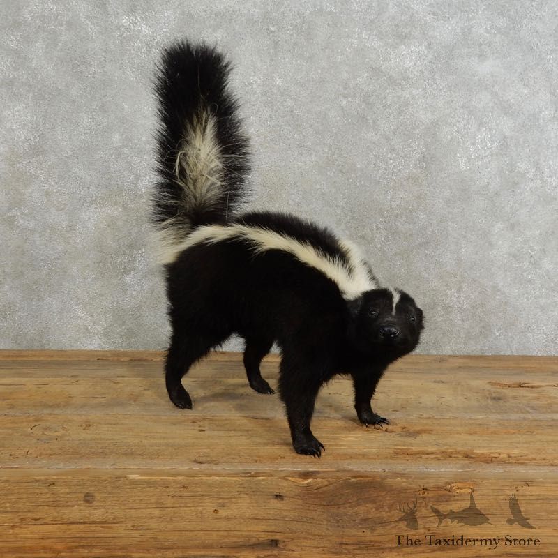 Life-Size Skunk Taxidermy Mount #17193 For Sale @ The Taxidermy Store