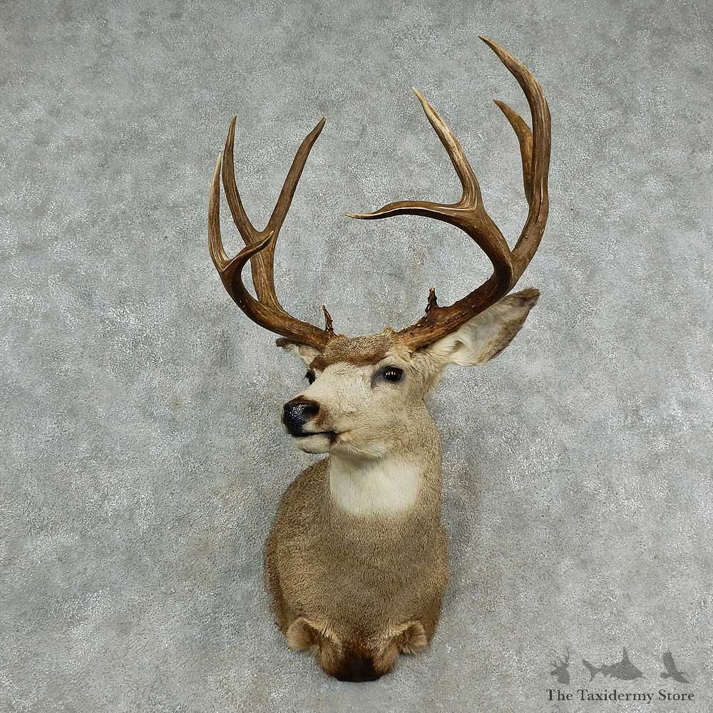 Mule Deer Shoulder Mount For Sale #16980 @ The Taxidermy Store