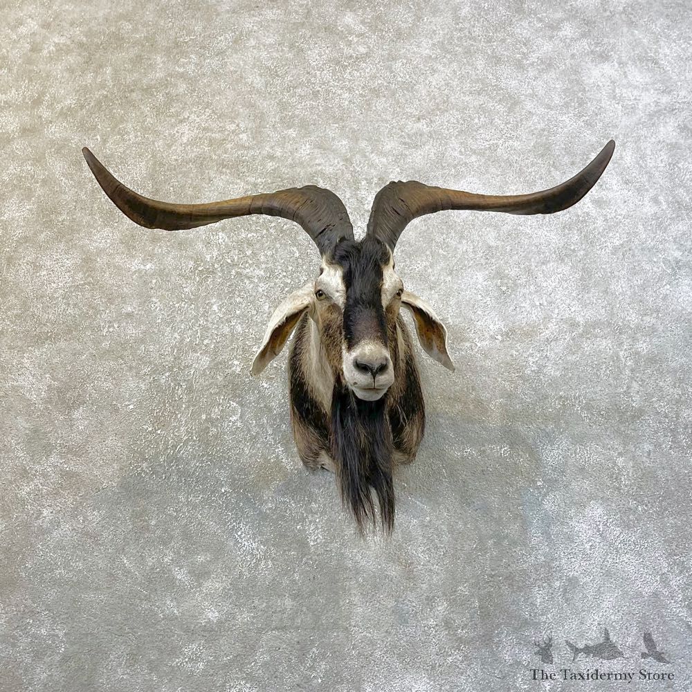 Catalina Goat Shoulder Mount For Sale #25152 @ The Taxidermy Store