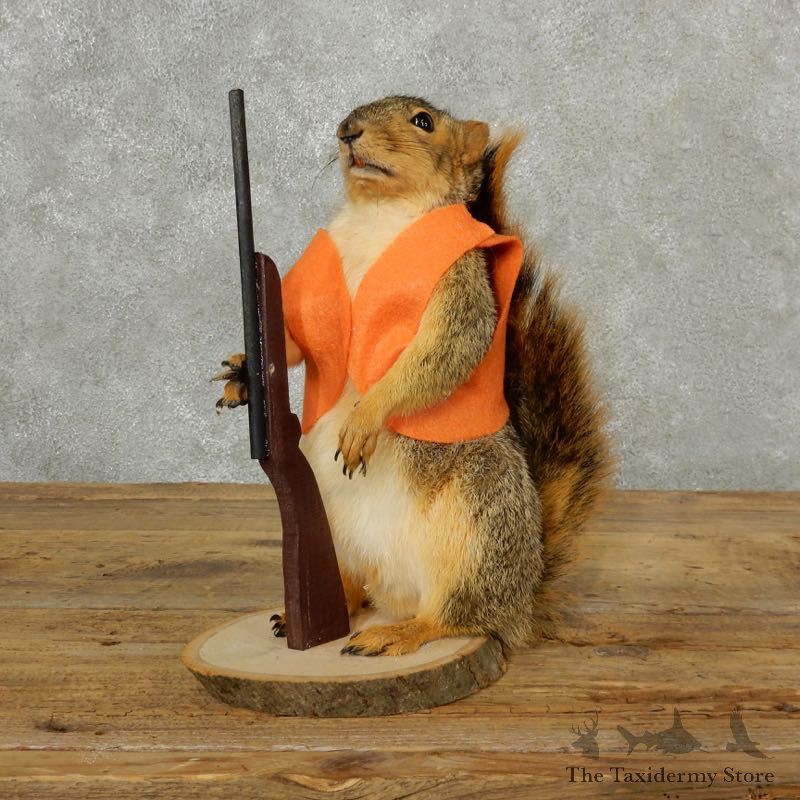 Hunting Squirrel Novelty Mount For Sale #17094 @ The Taxidermy Store