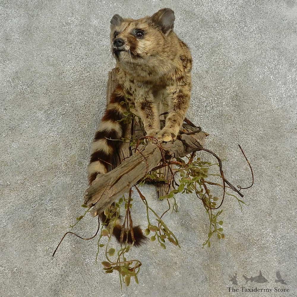 Genet Cat Life-Size Mount For Sale #16681 @ The Taxidermy Store