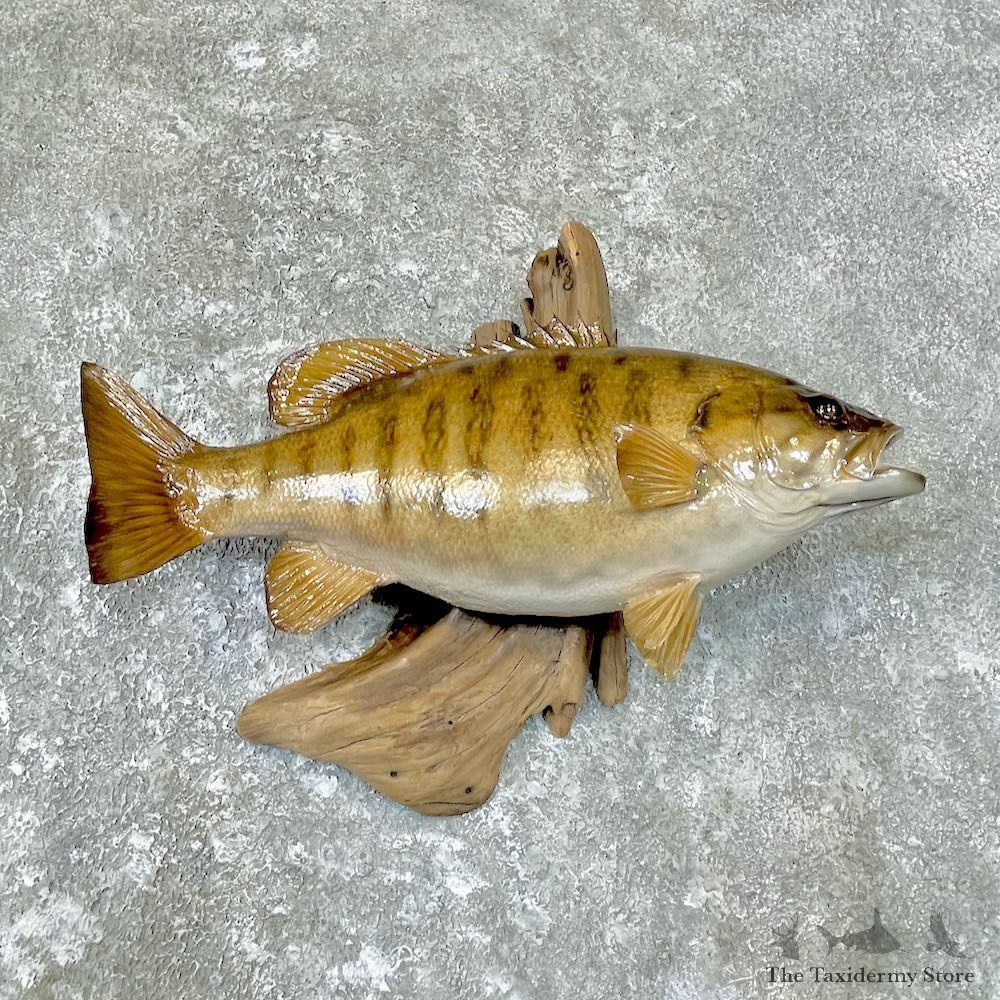 Smallmouth Bass Fish Mount For Sale #26700 @ The Taxidermy Store
