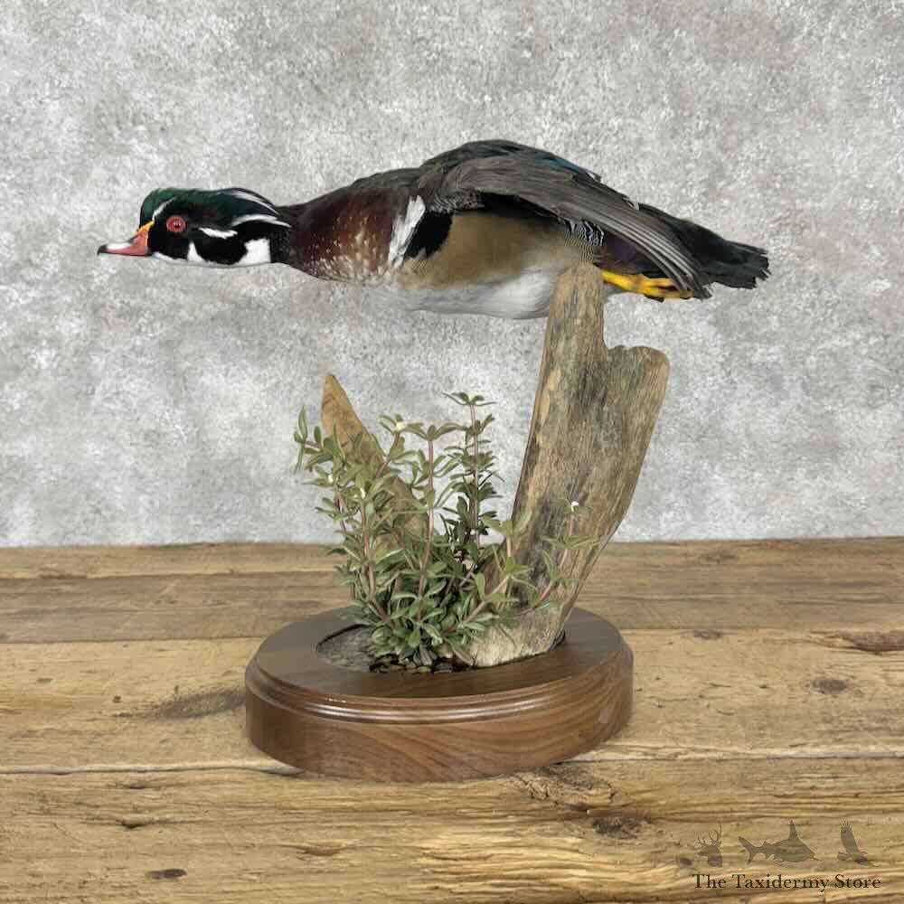 Wood Duck Bird Mount For Sale #30840 @ The Taxidermy Store