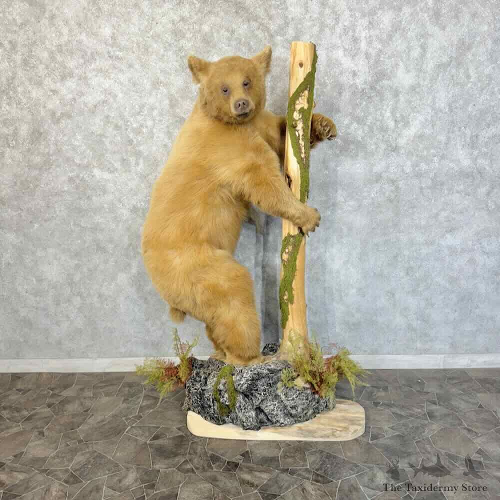 Blonde Phase Black Bear Life-Size Mount For Sale #31227 @ The Taxidermy Store