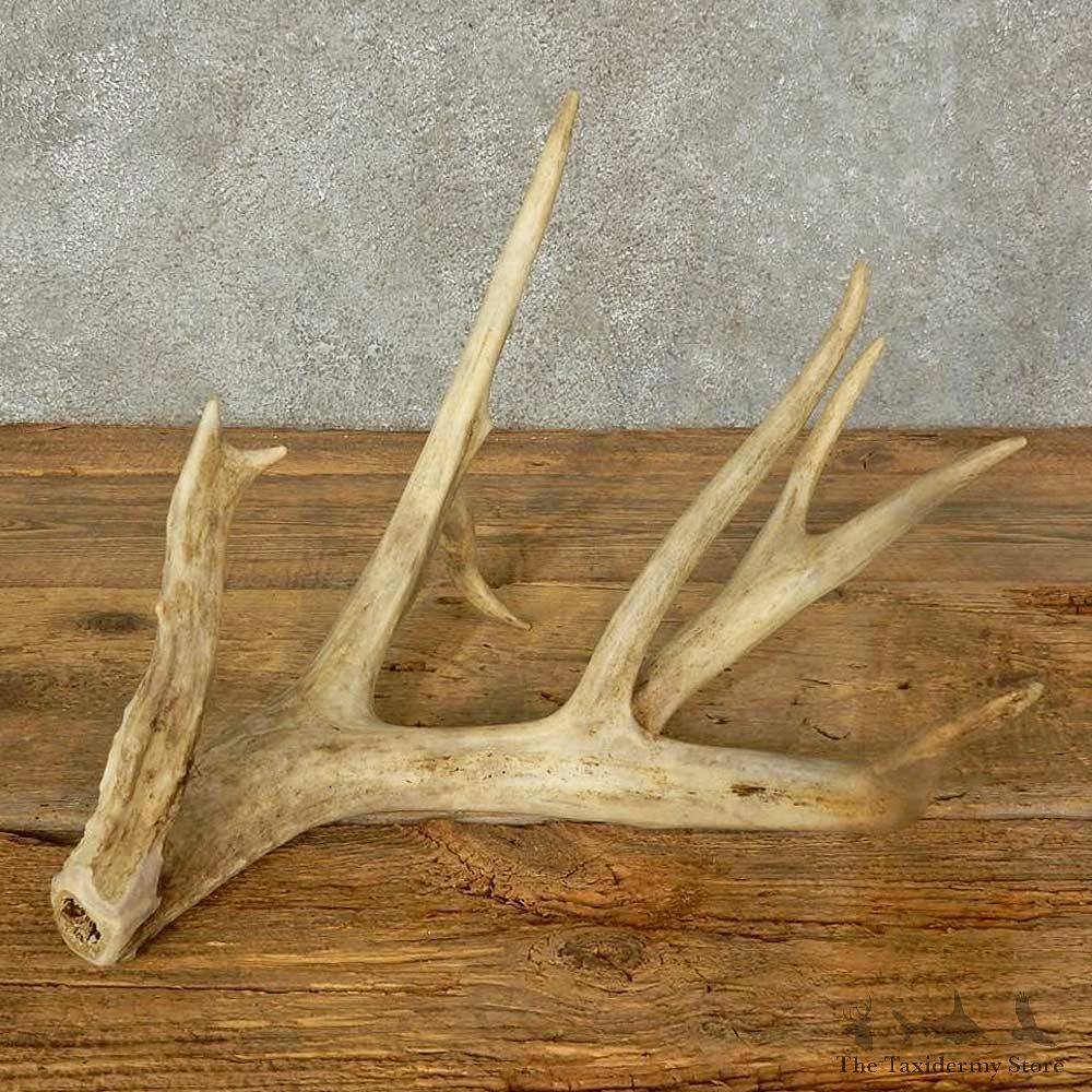 Whitetail Deer Antler Shed For Sale #16206 @ The Taxidermy Store