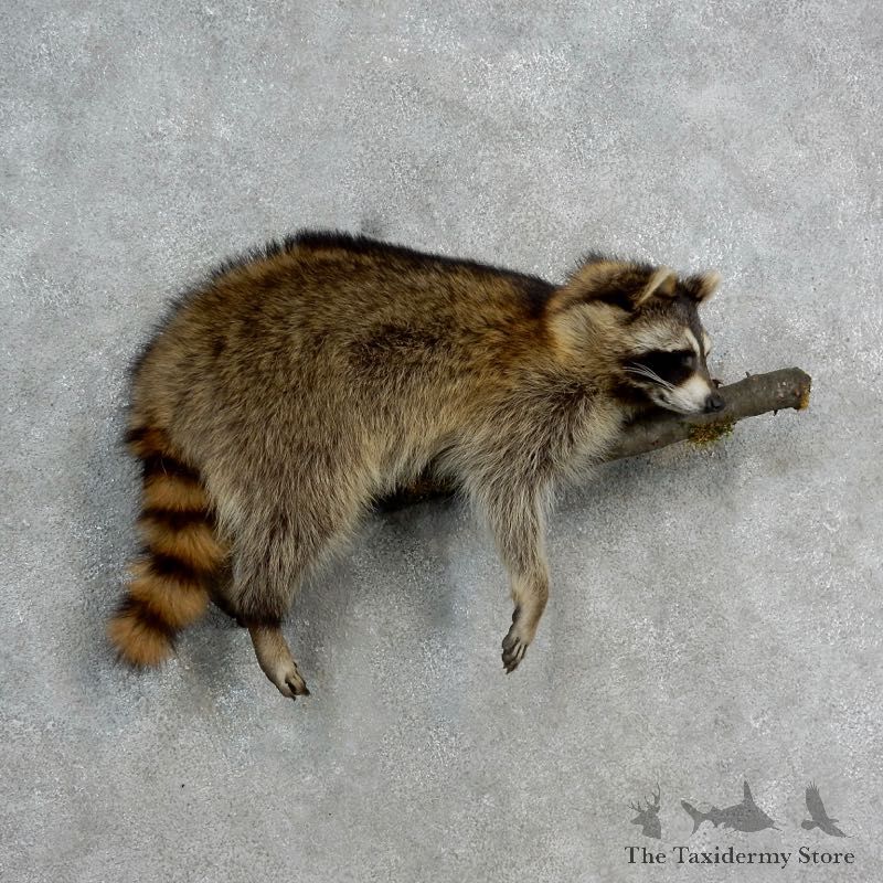 Wall-Hanging Raccoon Mount For Sale #17146 @ The Taxidermy Store