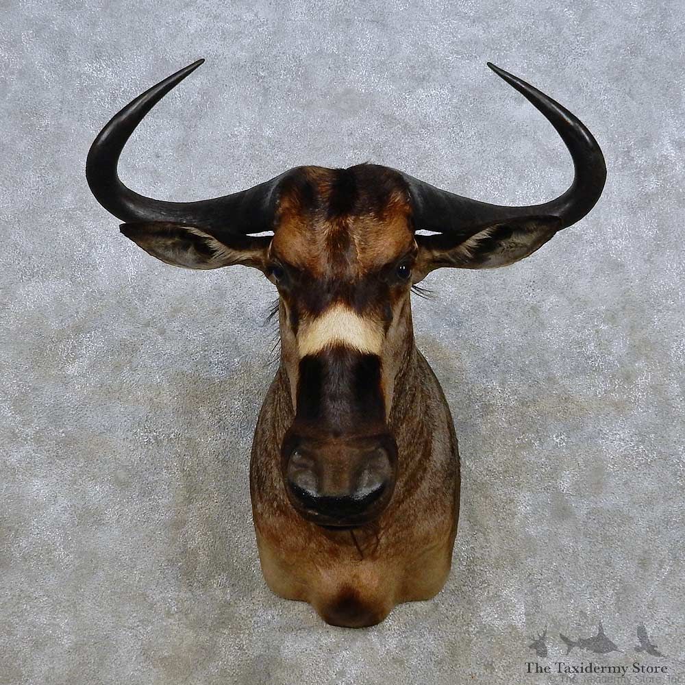 Nyasa Wildebeest Shoulder Mount For Sale #14264 @ The Taxidermy Store