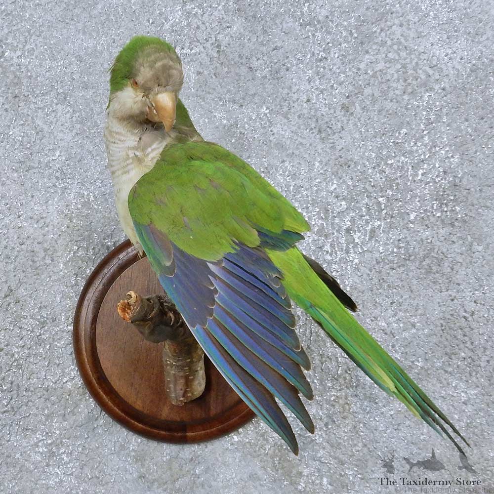 Monk Parakeet Bird Mount For Sale #15053 @ The Taxidermy Store