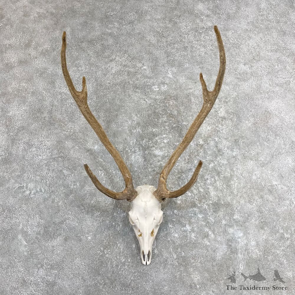 Axis Deer Skull & Horn European Mount For Sale #27337 @ The Taxidermy Store