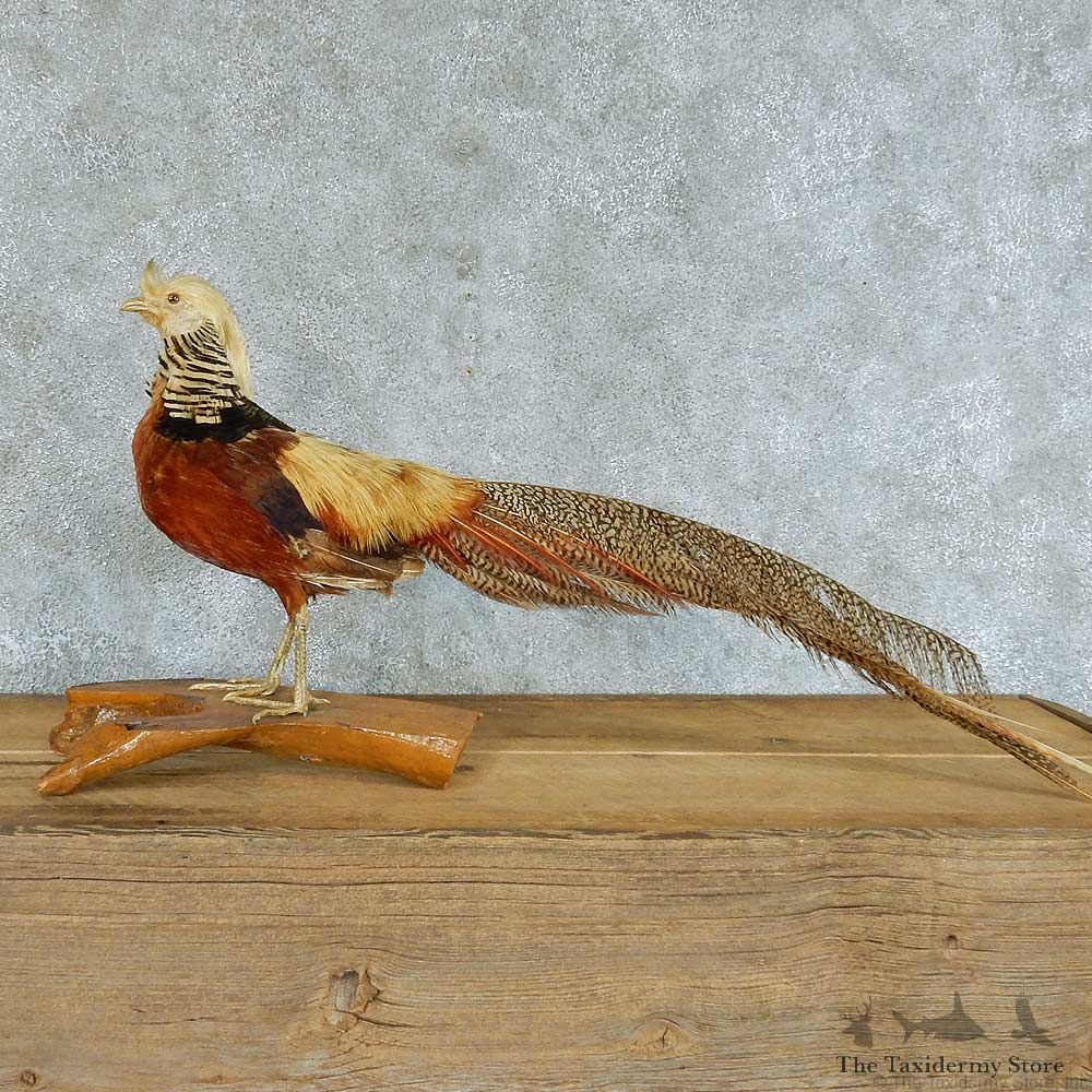 Standing Golden Pheasant Taxidermy Mount #13372 For Sale @ The Taxidermy Store