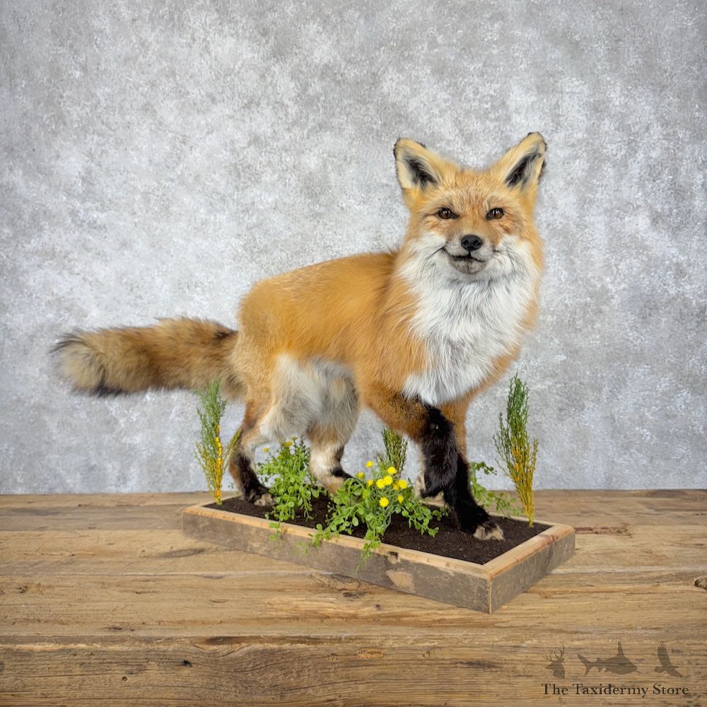 Red Fox Life-Size Mount For Sale #29897 @ The Taxidermy Store