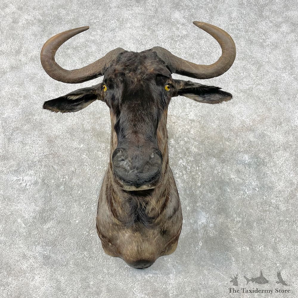 Blue Wildebeest Shoulder Mount For Sale #26830 @ The Taxidermy Store