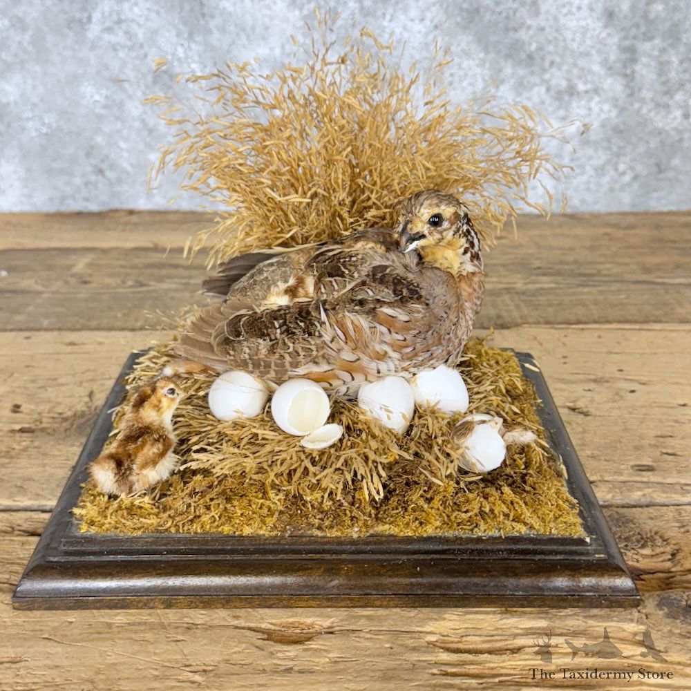 Bobwhite Quail Scene For Sale #30200 @ The Taxidermy Store