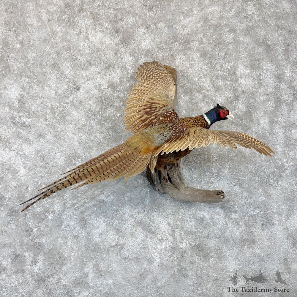 Ringneck Pheasant Bird Mount For Sale #30164 @ The Taxidermy Store