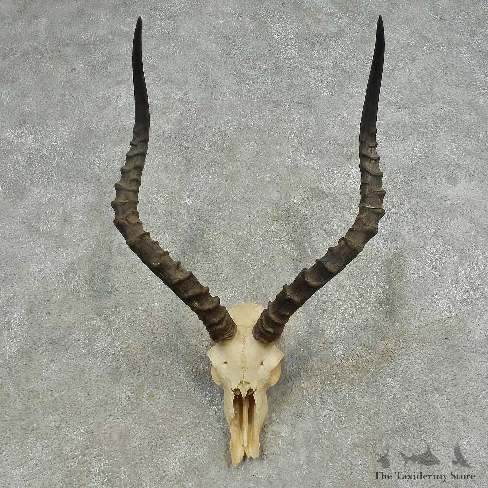 African Impala Skull European Mount For Sale #16632 @ The Taxidermy Store