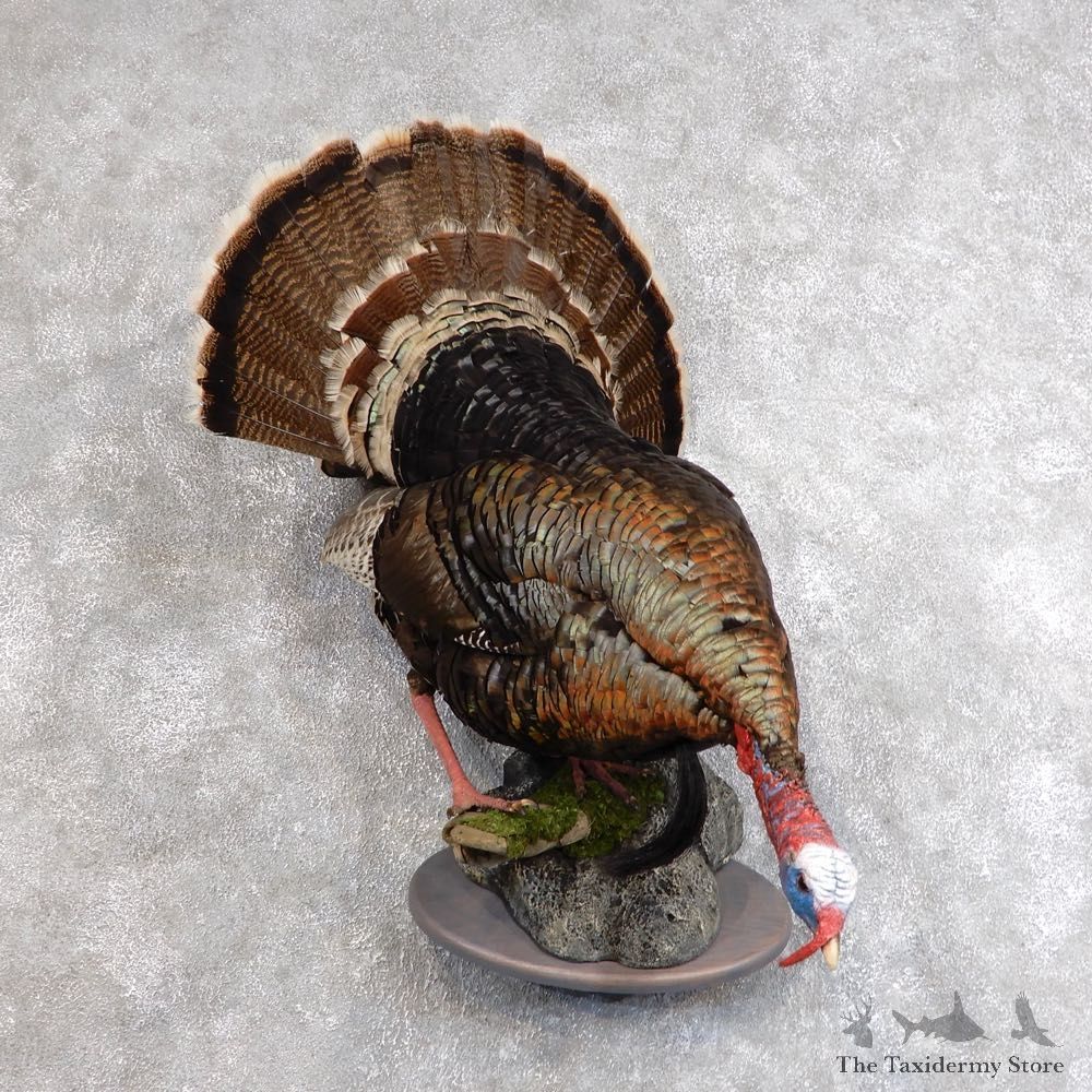 Merriam's Turkey Bird Mount For Sale #18569 @ The Taxidermy Store