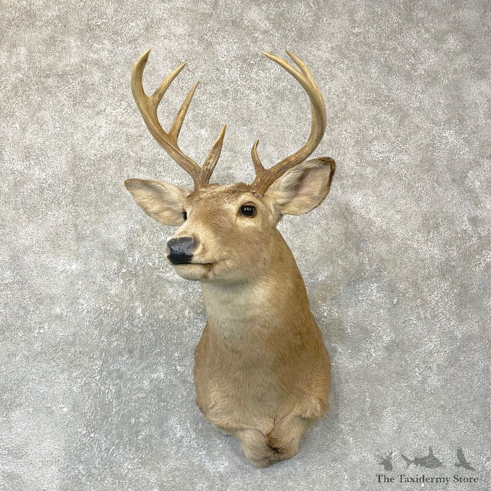 Whitetail Deer Shoulder Mount For Sale #24730 @ The Taxidermy Store