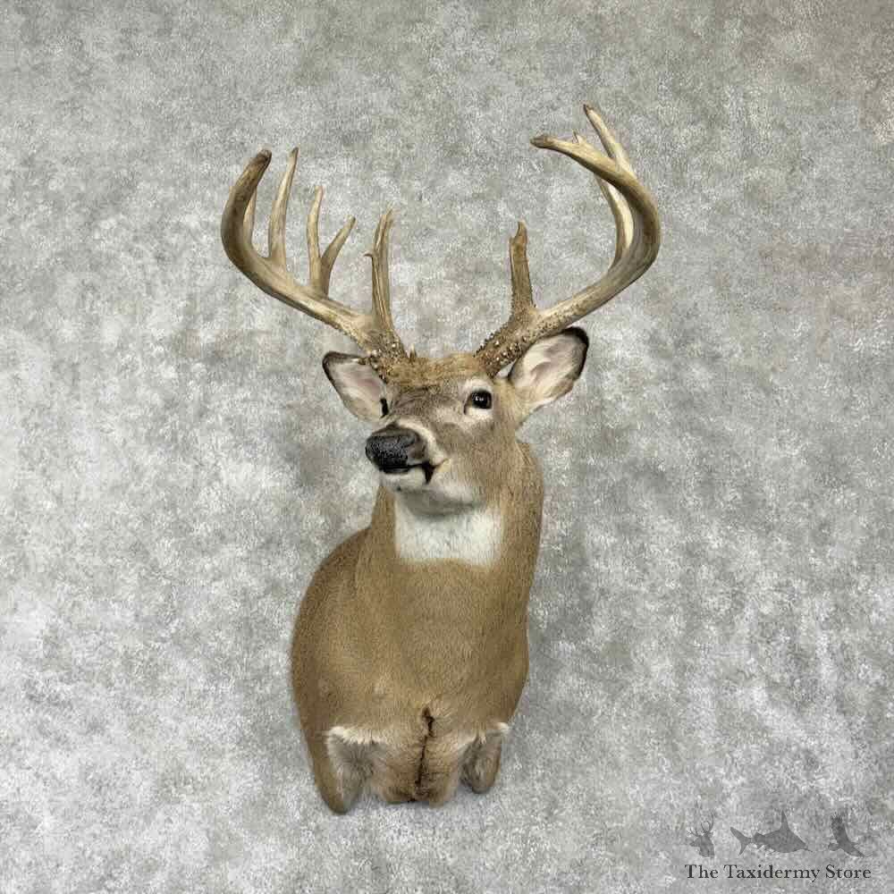 Whitetail Deer Shoulder Mount For Sale #31767 @ The Taxidermy Store