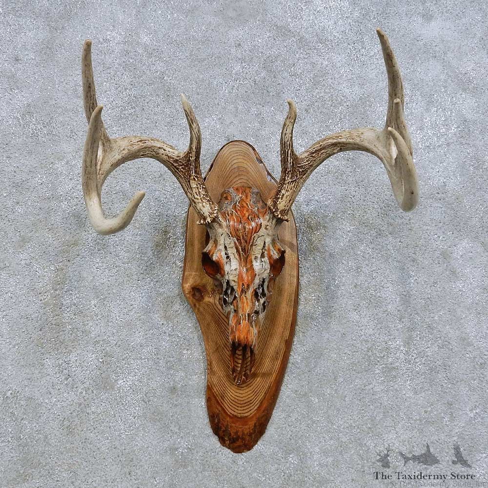 Whitetail Deer Skull European Mount For Sale #14644 @ The Taxidermy Store