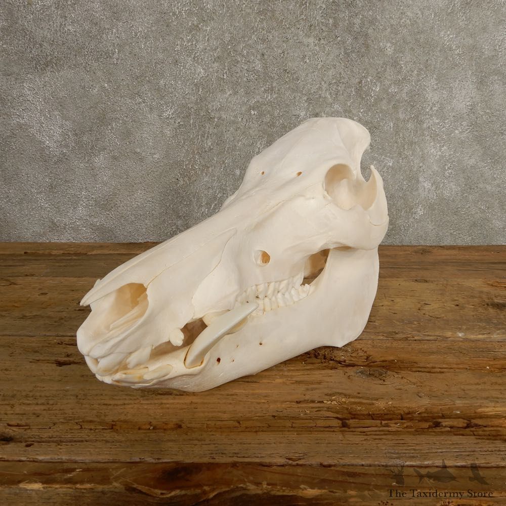 Wild Boar Full Skull Mount #20506 For Sale @ The Taxidermy Store
