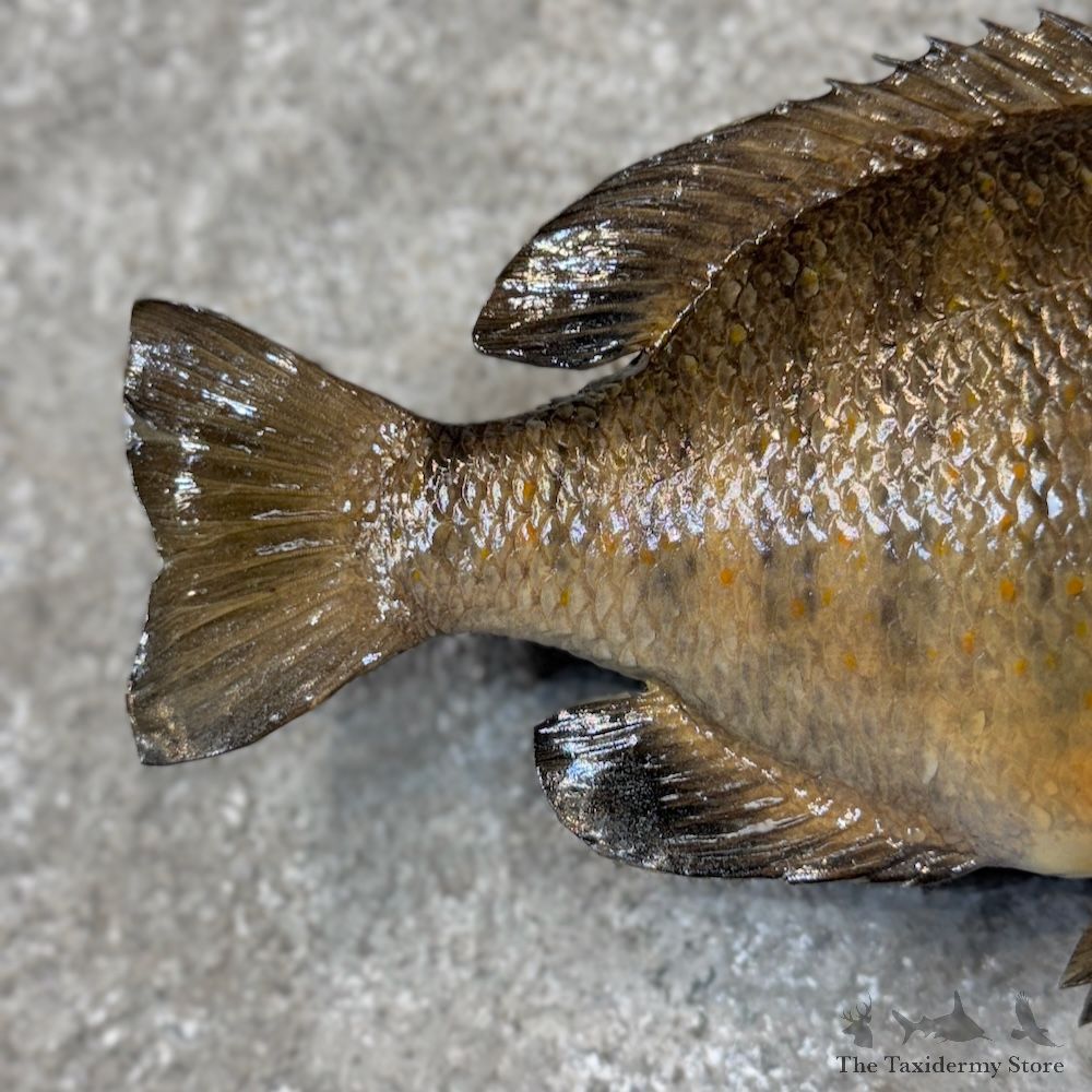 Bluegill Fish Mount For Sale #30071 @ The Taxidermy Store