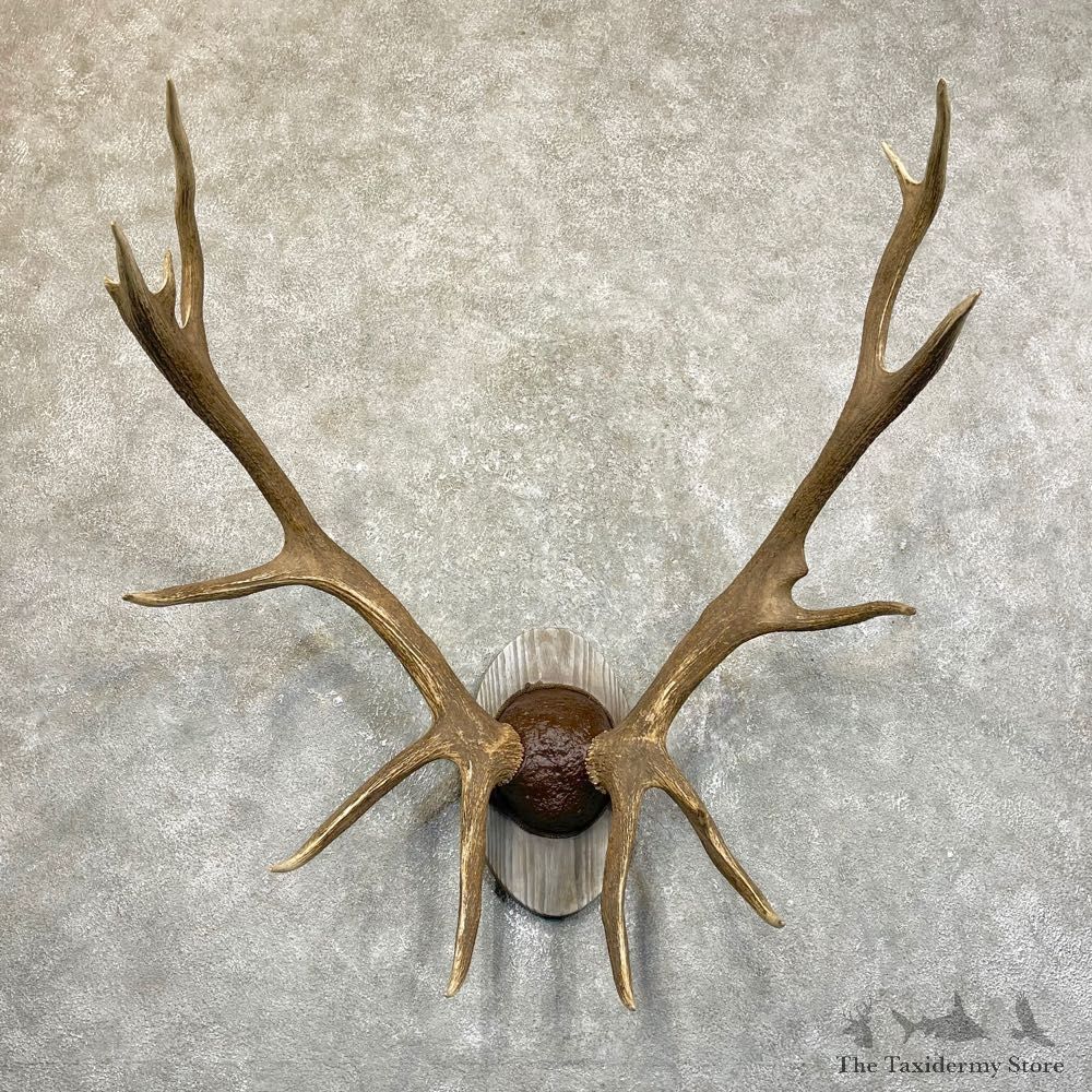 Rocky Mountain Elk Plaque Mount For Sale #24503 @ The Taxidermy Store